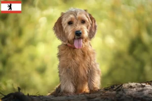 Scopri di più sull'articolo Allevatori di Basset fauve de Bretagne e cuccioli a Berlino