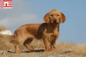 Scopri di più sull'articolo Allevatori di Basset fauve de Bretagne e cuccioli a Brema