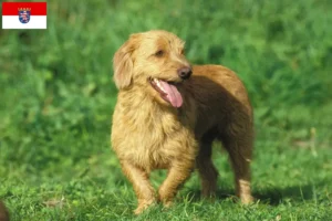 Scopri di più sull'articolo Allevatori di Basset fauve de Bretagne e cuccioli in Hessen