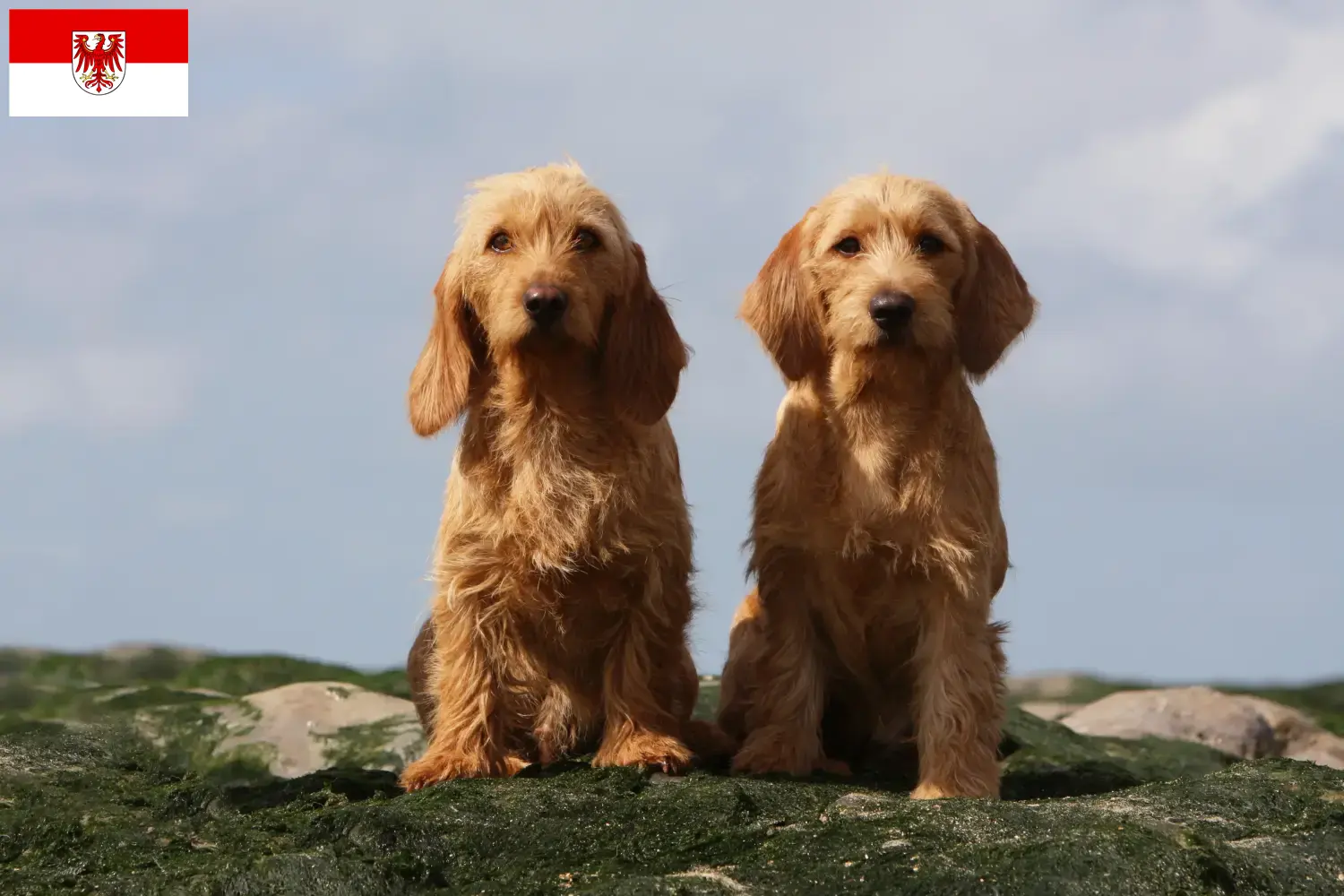 Scopri di più sull'articolo Allevatori di Basset fauve de Bretagne e cuccioli a Brandeburgo