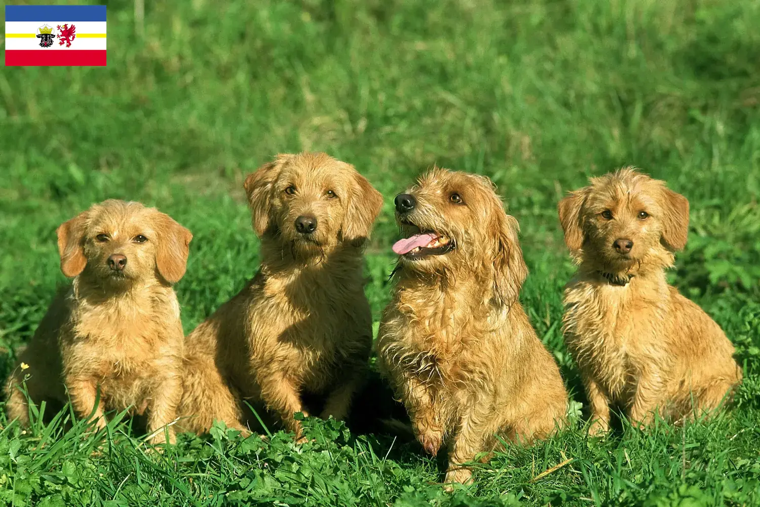 Scopri di più sull'articolo Allevatori di Basset fauve de Bretagne e cuccioli in Mecklenburg-Vorpommern