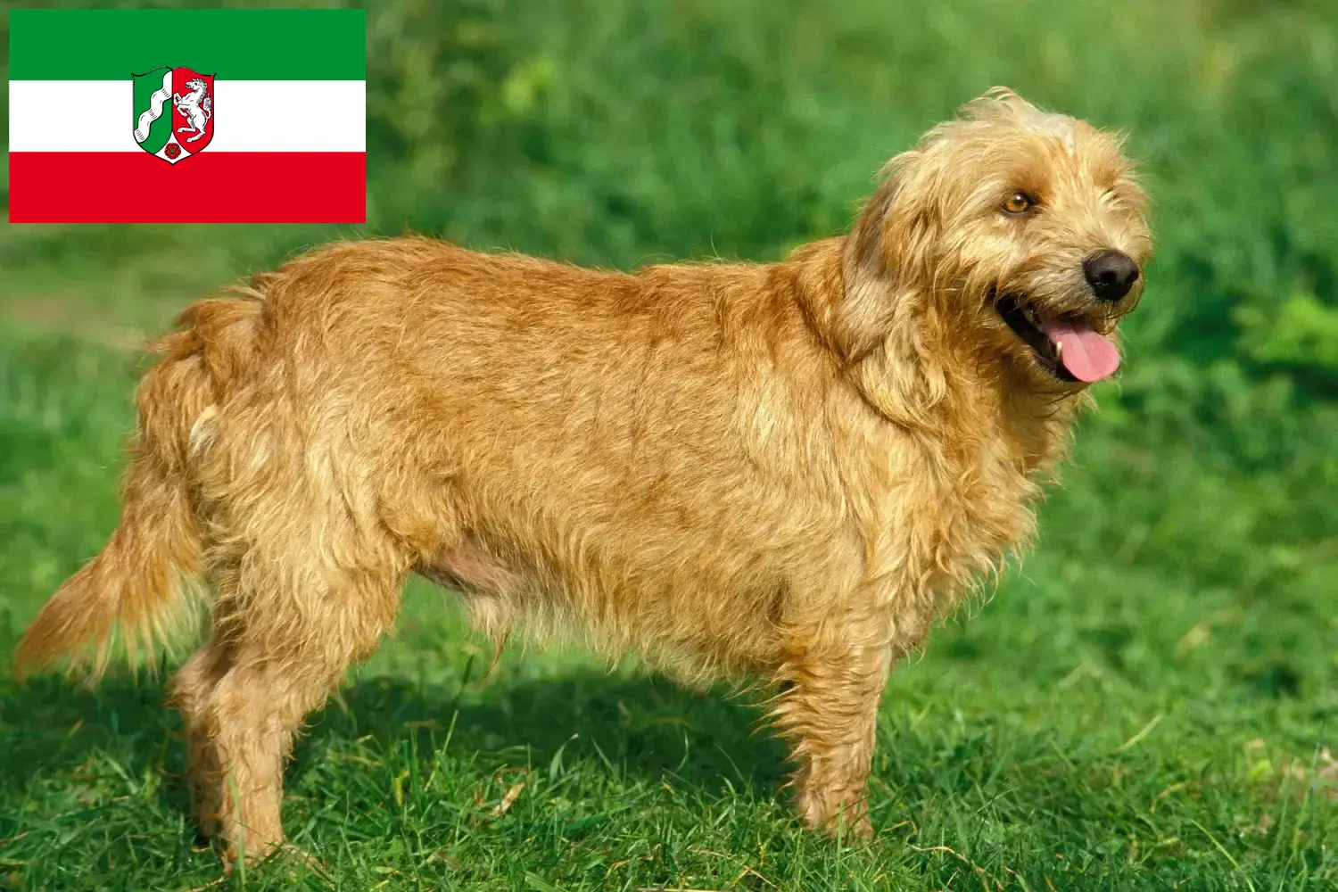 Scopri di più sull'articolo Allevatori di Basset fauve de Bretagne e cuccioli in Nord Reno-Westfalia