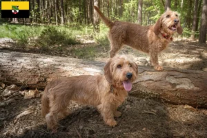 Scopri di più sull'articolo Allevatori di Basset fauve de Bretagne e cuccioli in Sassonia-Anhalt