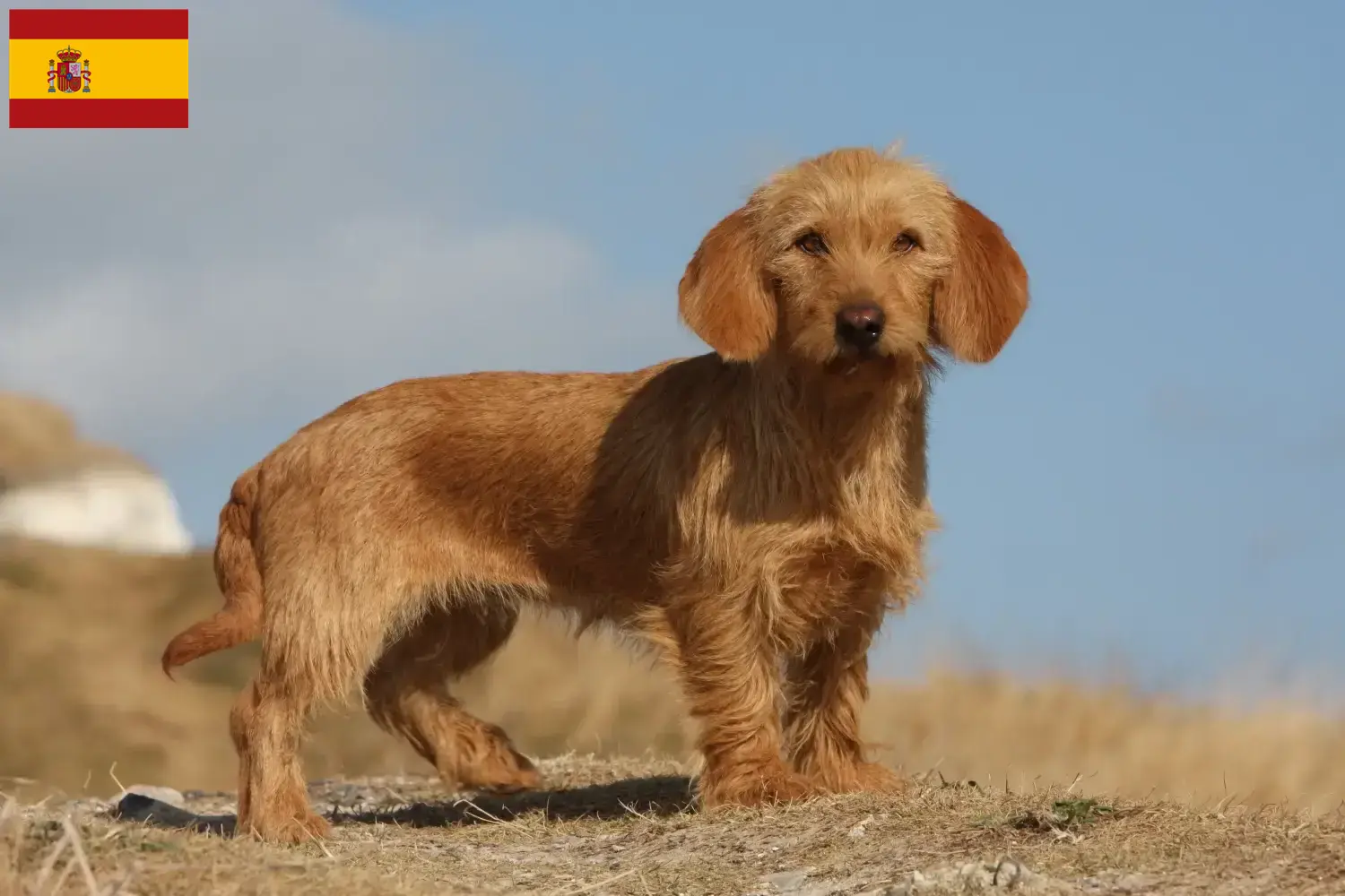 Scopri di più sull'articolo Allevatori di Basset fauve de Bretagne e cuccioli in Spagna