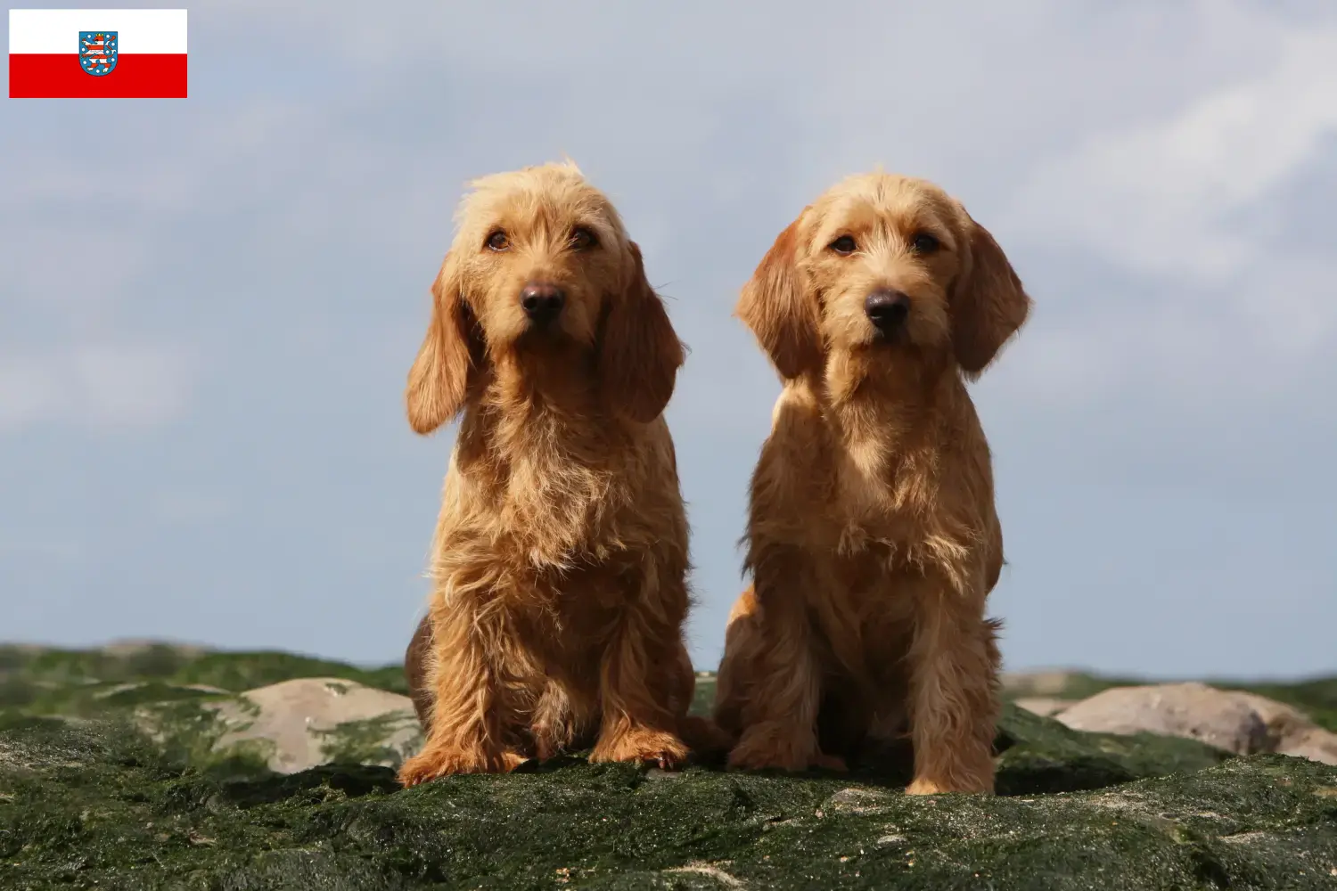 Scopri di più sull'articolo Allevatori di Basset fauve de Bretagne e cuccioli in Turingia