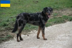 Scopri di più sull'articolo Allevatori di Beauceron e cuccioli in Ucraina