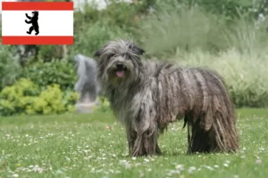 Scopri di più sull'articolo Allevatori e cuccioli di Berger des Pyrenees a Berlino