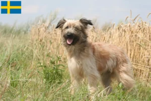 Scopri di più sull'articolo Allevatori di Berger des Pyrenees e cuccioli in Svezia