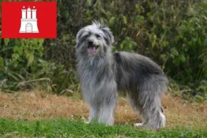 Scopri di più sull'articolo Allevatori e cuccioli di Berger des Pyrenees a Amburgo