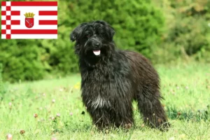 Scopri di più sull'articolo Allevatori e cuccioli di Berger des Pyrenees a Brema