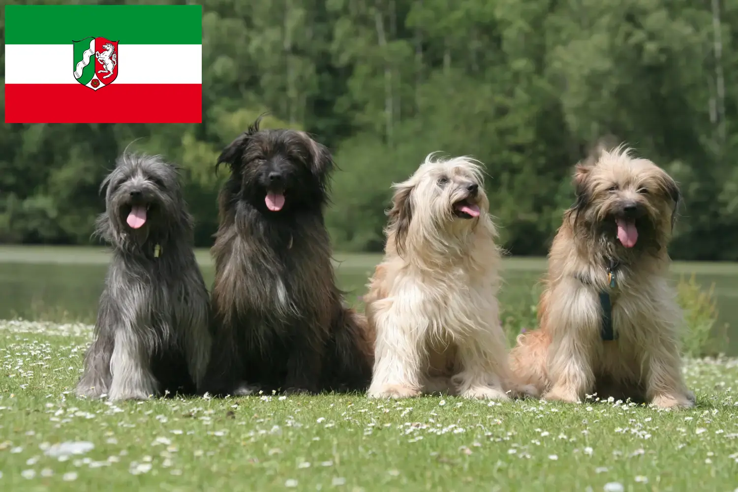 Scopri di più sull'articolo Allevatori e cuccioli di Berger des Pyrenees in Nord Reno-Westfalia