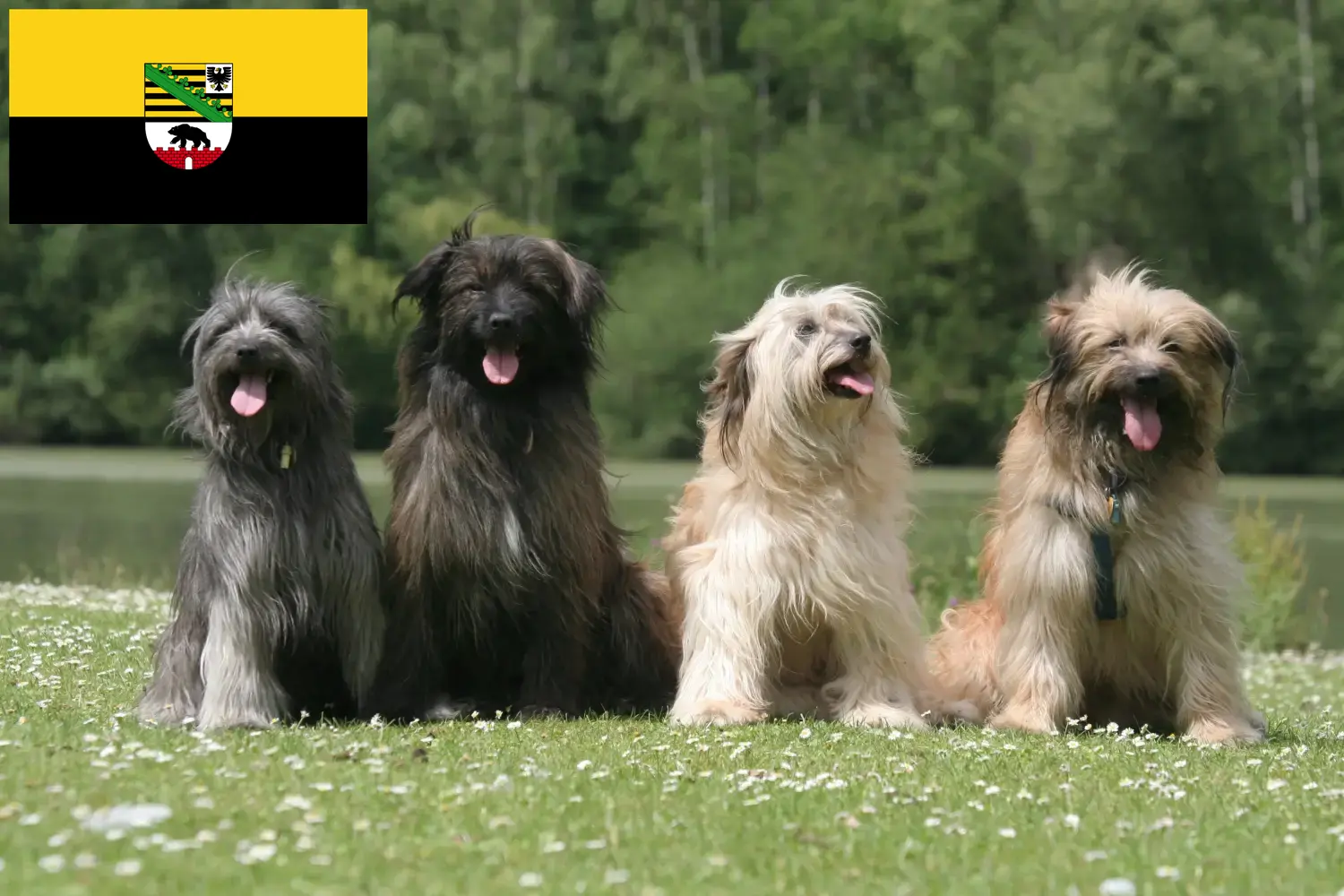 Scopri di più sull'articolo Berger des Pyrenees allevatori e cuccioli in Sassonia-Anhalt