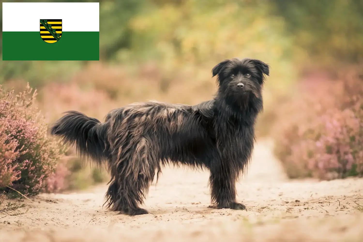 Scopri di più sull'articolo Allevatori e cuccioli di Berger des Pyrenees in Sassonia