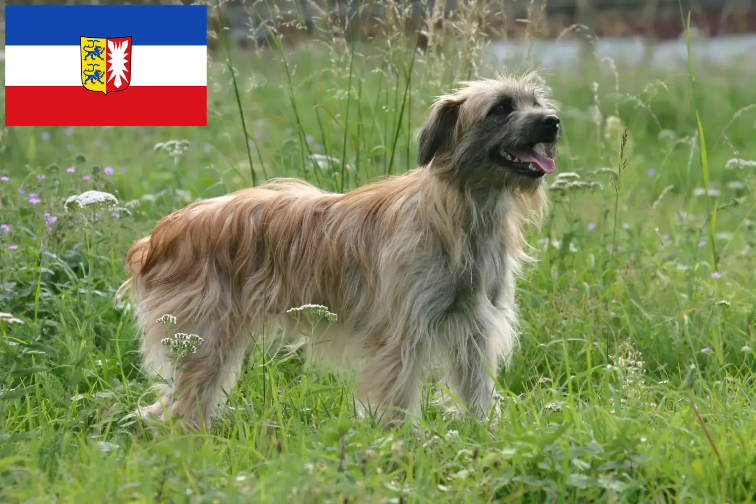 Scopri di più sull'articolo Allevatori e cuccioli di Berger des Pyrenees in Schleswig-Holstein