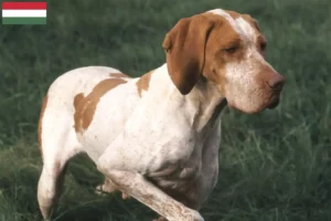 Scopri di più sull'articolo Allevatori e cuccioli di Braque de l’Ariège in Ungheria