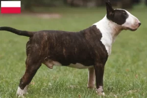 Scopri di più sull'articolo Allevatori di Bull Terrier e cuccioli in Polonia