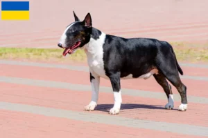 Scopri di più sull'articolo Allevatori di Bull Terrier e cuccioli in Ucraina