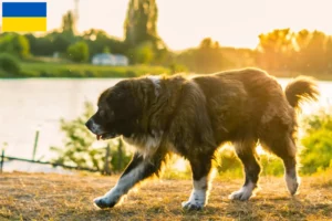 Scopri di più sull'articolo Allevatore di cani da pastore del Caucaso e cuccioli in Ucraina