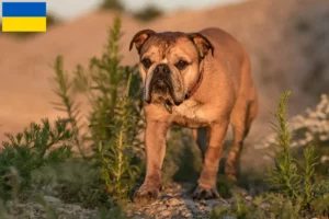 Scopri di più sull'articolo Allevatori di Bulldog Continentali e cuccioli in Ucraina