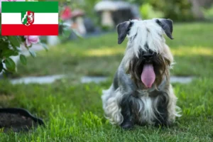 Scopri di più sull'articolo Allevatori e cuccioli di Terrier ceco in Nord Reno-Westfalia