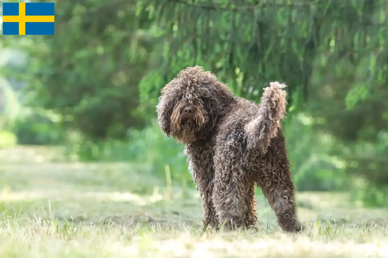 Scopri di più sull'articolo Allevatori di Barbet e cuccioli in Svezia