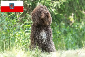 Scopri di più sull'articolo Allevatori di Barbet e cuccioli in Turingia