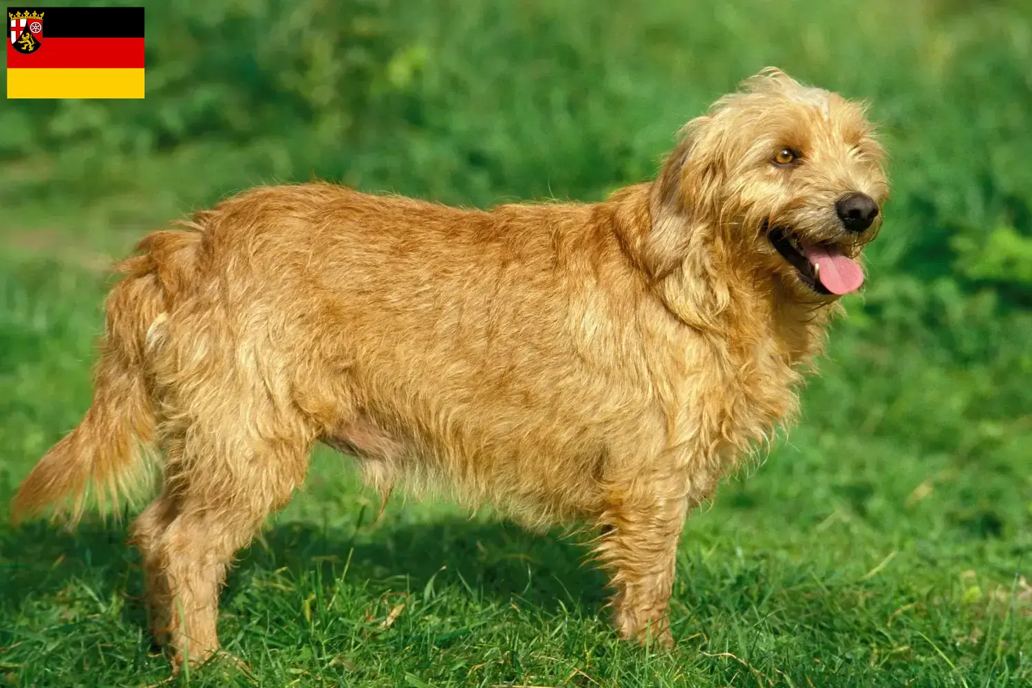 Scopri di più sull'articolo Allevatori di Basset fauve de Bretagne e cuccioli in Renania-Palatinato