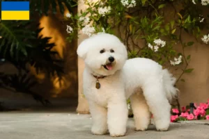 Scopri di più sull'articolo Allevatori e cuccioli di Bichon Frisé in Ucraina