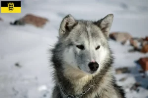 Scopri di più sull'articolo Allevatori di cani Greenland e cuccioli in Baden-Württemberg