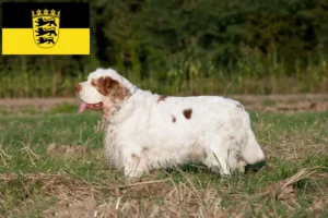 Scopri di più sull'articolo Allevatori di Clumber Spaniel e cuccioli in Baden-Württemberg