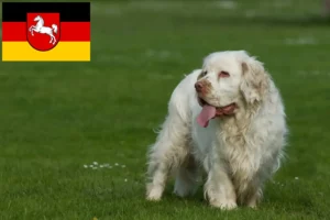 Scopri di più sull'articolo Allevatori di Clumber Spaniel e cuccioli in Bassa Sassonia