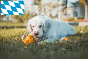 Scopri di più sull'articolo Allevatori e cuccioli di Clumber Spaniel in Baviera