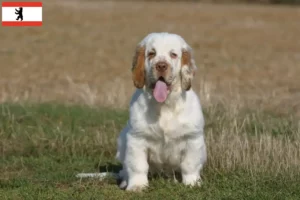 Scopri di più sull'articolo Allevatori di Clumber Spaniel e cuccioli a Berlino