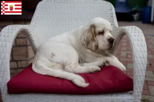 Scopri di più sull'articolo Allevatori di Clumber Spaniel e cuccioli a Brema