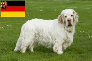 Scopri di più sull'articolo Allevatori di Clumber Spaniel e cuccioli in Renania-Palatinato