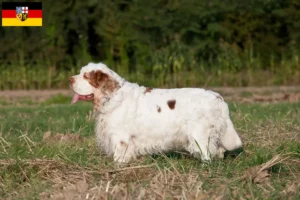 Scopri di più sull'articolo Allevatori di Clumber Spaniel e cuccioli in Saarland