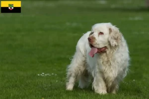 Scopri di più sull'articolo Allevatori di Clumber Spaniel e cuccioli in Sassonia-Anhalt