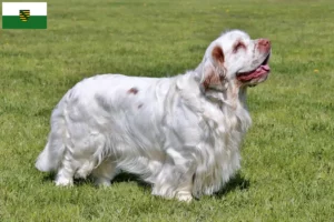 Scopri di più sull'articolo Allevatori di Clumber Spaniel e cuccioli in Sassonia