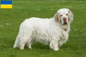 Scopri di più sull'articolo Allevatori di Clumber Spaniel e cuccioli in Ucraina