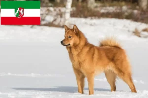 Scopri di più sull'articolo Allevatori di Finnenspitz e cuccioli in Nord Reno-Westfalia