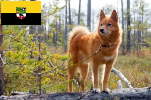 Scopri di più sull'articolo Allevatori di Finnenspitz e cuccioli in Sassonia-Anhalt