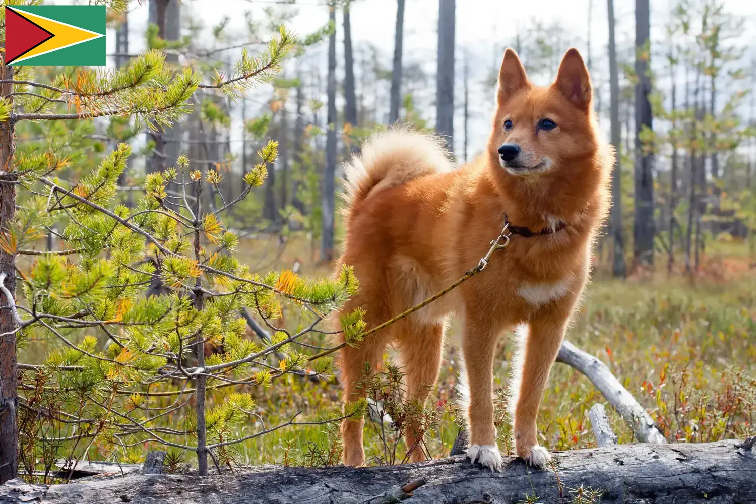 Scopri di più sull'articolo Allevatori di Finspitz e cuccioli in Guyana