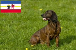 Scopri di più sull'articolo Allevatori di Hannoverscher Schweißhund e cuccioli in Mecklenburg-Vorpommern