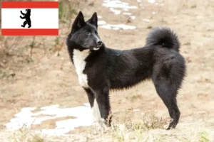 Scopri di più sull'articolo Allevatori di Laika e cuccioli a Berlino