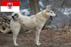 Scopri di più sull'articolo Allevatori di Laika e cuccioli a Brandeburgo