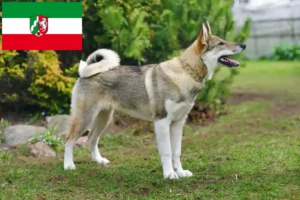 Scopri di più sull'articolo Allevatori di Laika e cuccioli in Nord Reno-Westfalia