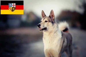 Scopri di più sull'articolo Allevatori di Laika e cuccioli in Saarland