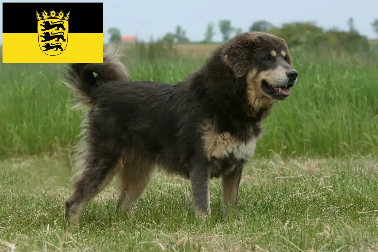 Scopri di più sull'articolo Allevatore di cani tibetani e cuccioli in Baden-Württemberg