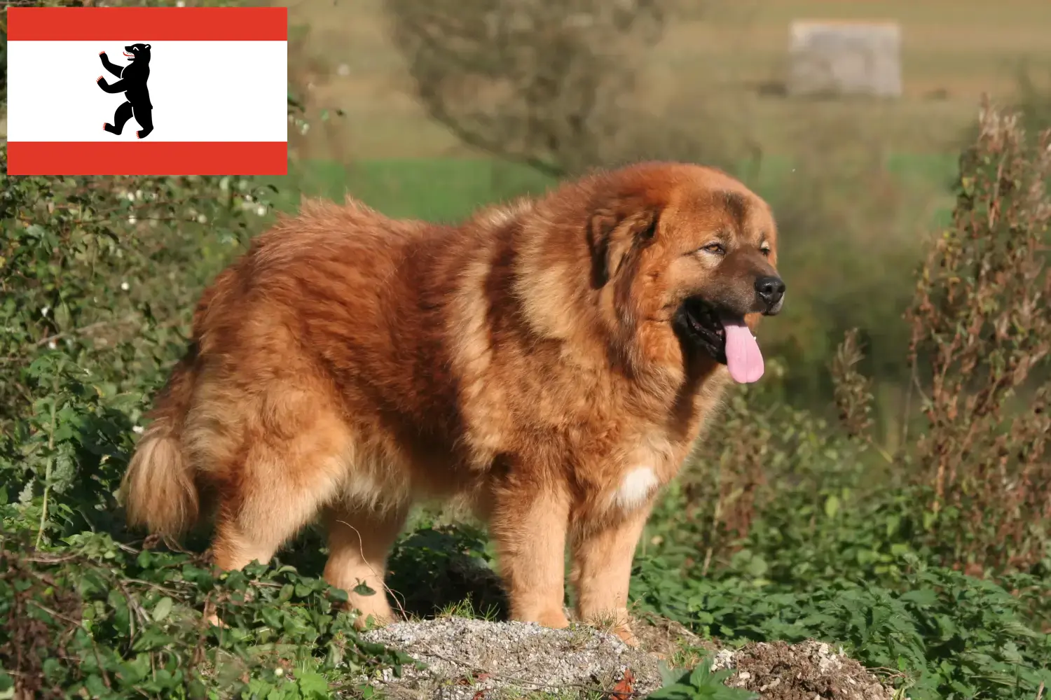 Scopri di più sull'articolo Allevatore di cani tibetani e cuccioli a Berlino