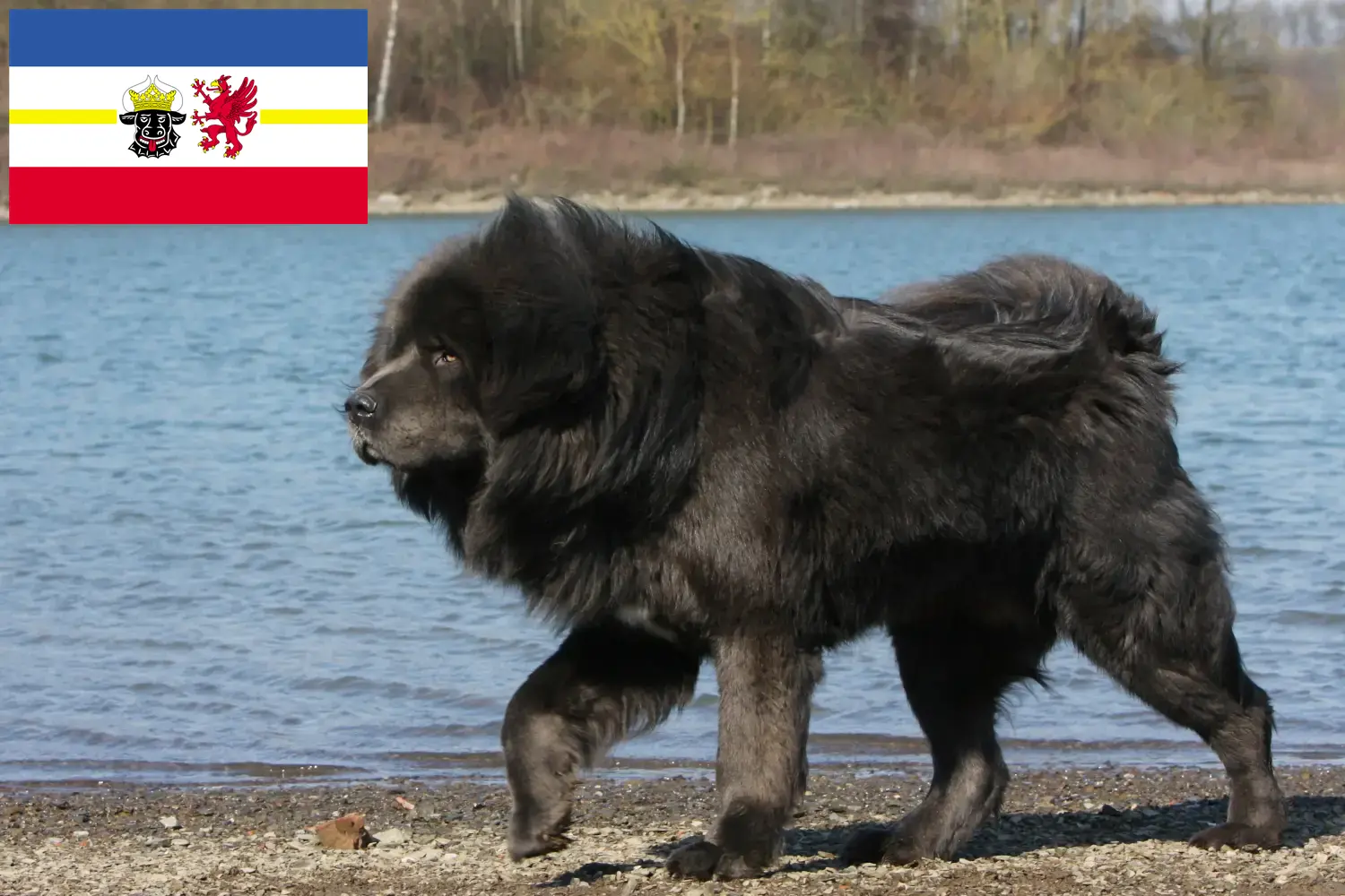 Scopri di più sull'articolo Allevatore di cani tibetani e cuccioli nel Meclemburgo-Pomerania Anteriore